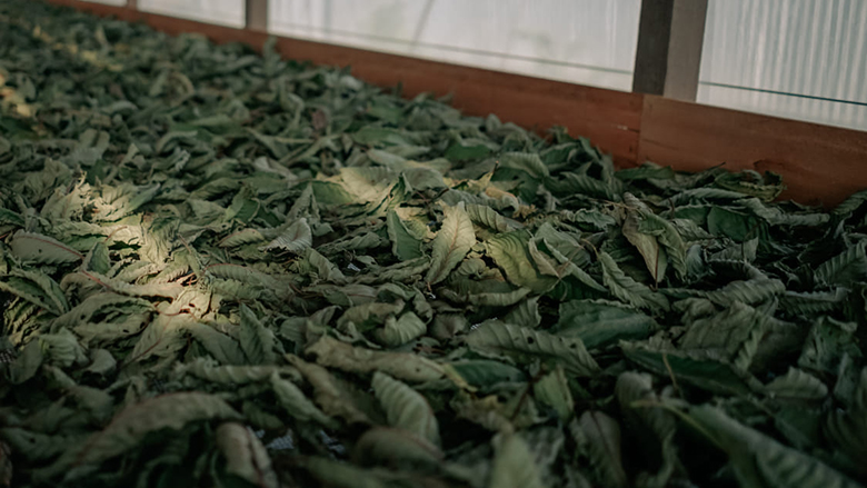 Fotografie: kratom sušení